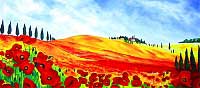 Mohn / Poppies